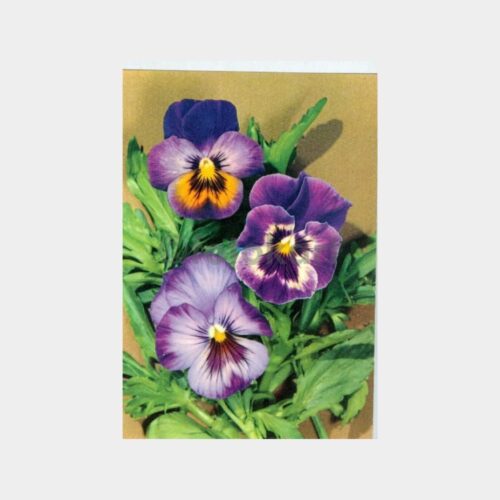 Menekşe Konulu Kartpostal