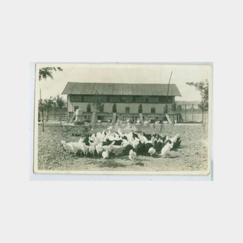 1940 Tavuk Çiftliği Konulu Fotoğraf