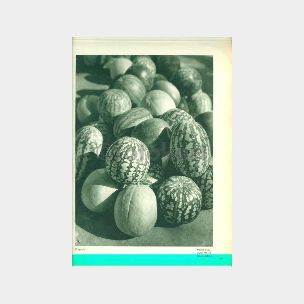 1934 Basın Yayın Albümü - Kavun Karpuz Resim