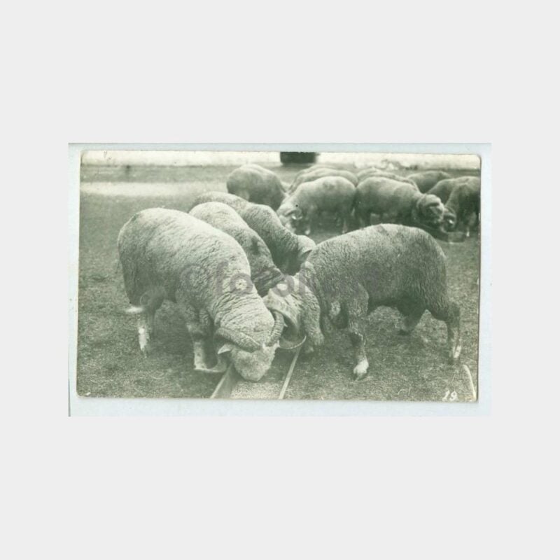 1960 Koyun Türleri Konulu Fotoğraf