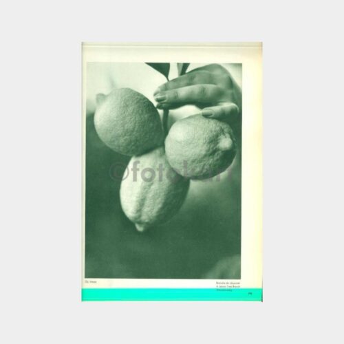 1934 Basın Yayın Albümü - Akdeniz Limonu Resim