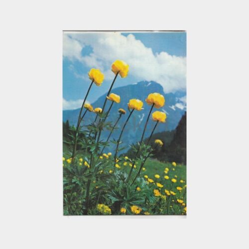 Sarı Gelincik Çiçekli Tebrik Kartı