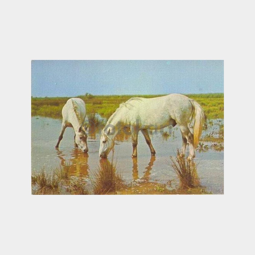 Su İçen İki At Kartpostal