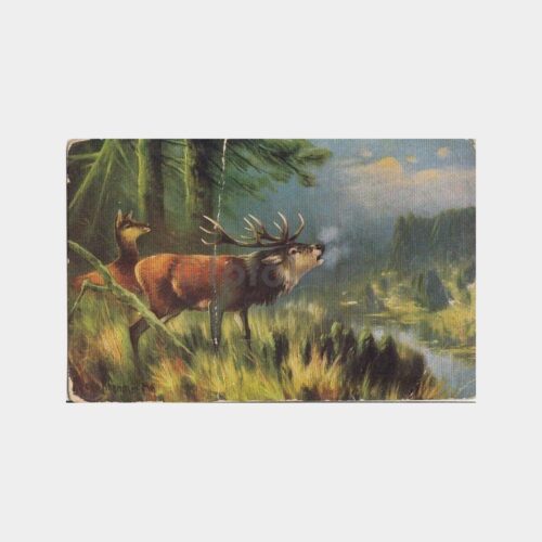 Av ve Avcılık Konulu Kartpostal