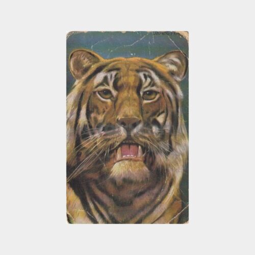 Kaplan - Av ve Avcılık Konulu Kartpostal