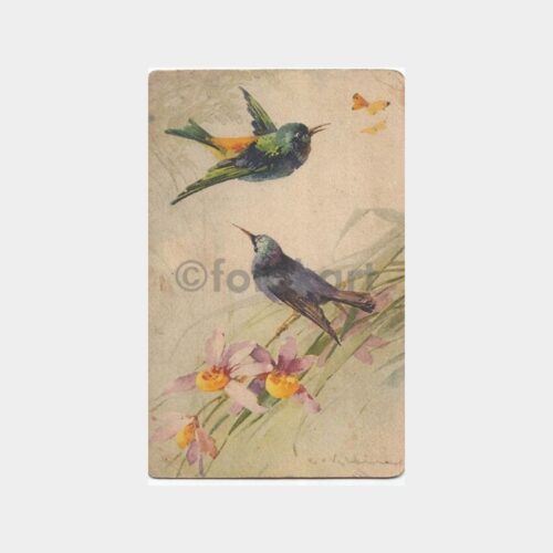 Kuşlar - Av ve Avcılık Konulu Kartpostal