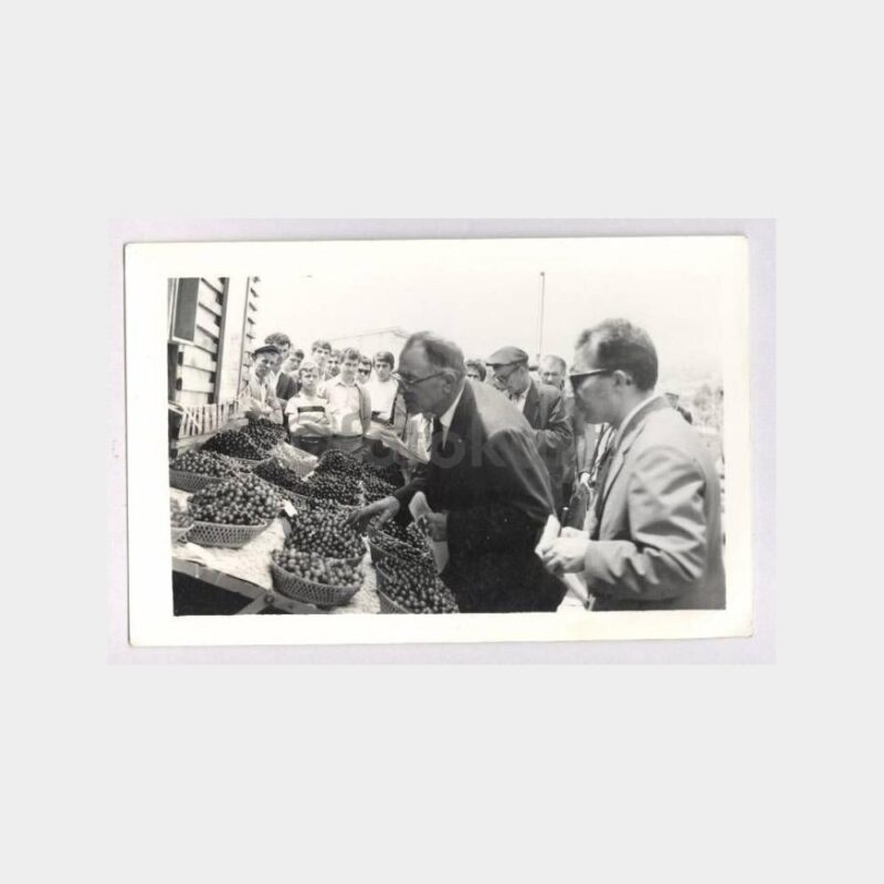 Zeytin Üreticileri - Eksper Çalışması Fotoğraf