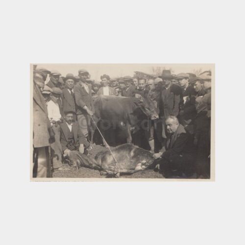 1930 Baytar Veteriner Fotoğraf