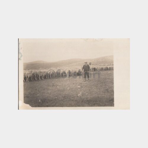 1926 Çoban Çocuk Koyunları Konulu Fotoğraf