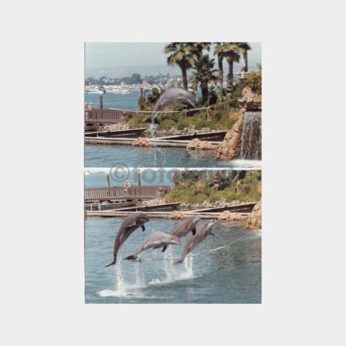 Yunus Gösterileri Konulu 2 Adet Fotoğraf