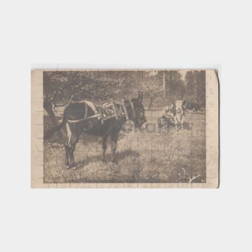 Çiftlik Konulu Kart