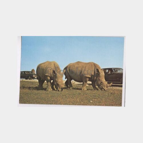 Gergedan Konulu Kartpostal