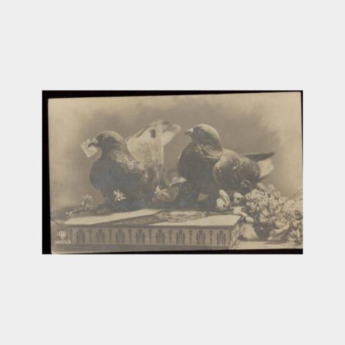 Güvercinler Konulu Tebrik Kartpostal