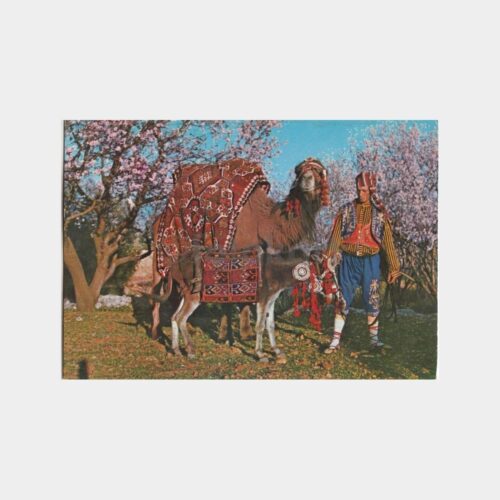 1978 Alanya Akdam Köyü Deve Konulu Kartpostal