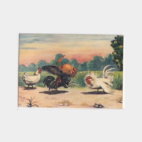 Horoz Dövüşü Konulu Kartpostal