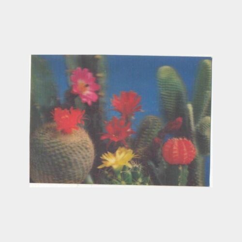 1973 Kaktüs Çiçekleri 3 Boyutlu Kartpostal