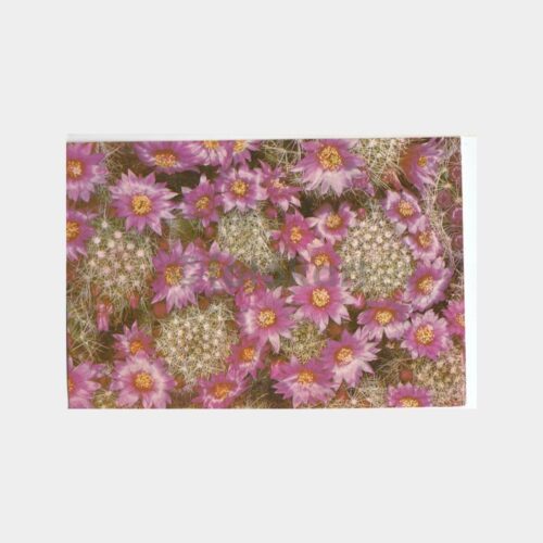 1978 Kaktüs Çiçeği Konulu Kartpostal