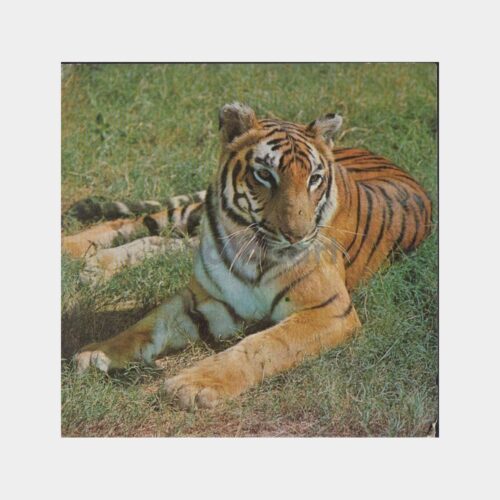 Kaplan Resimli Tebrik Kartı