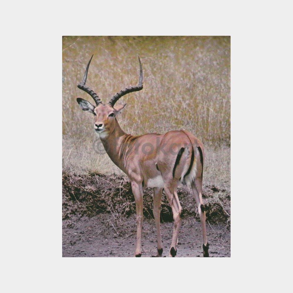 1975 Hayvanlar Alemi Karaca Konulu Kartpostal