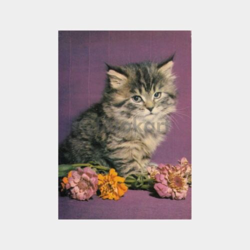 Kedi Konulu Kartpostal