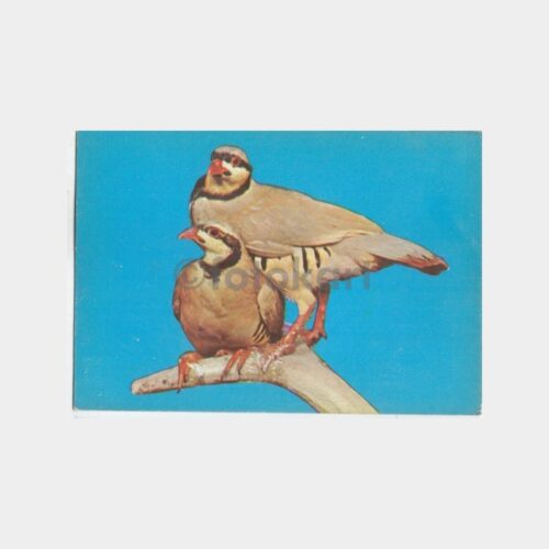 Keklik Kuşu Konulu Kartpostal