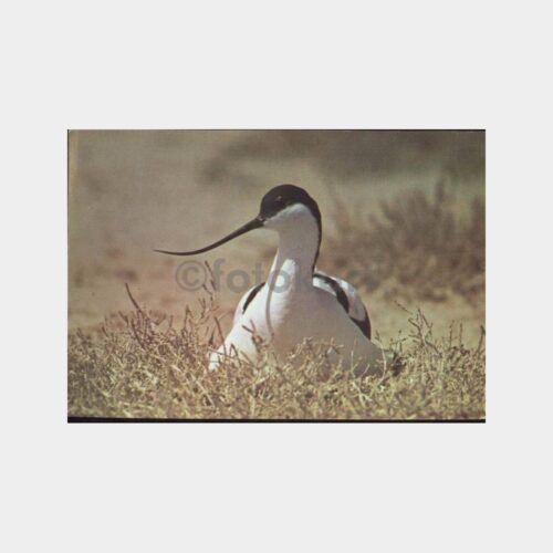 Kılıçgaga - Avocets Kuşu Konulu Kartpostal