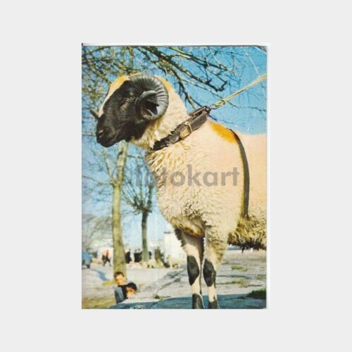 Koç Konulu Fantezi Tebrik Kartı Kartpostal