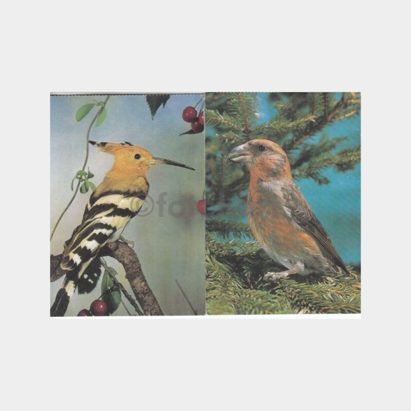 Kuş Konulu Kartpostal Lotu (6 Adet)