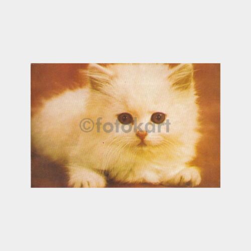 1978 Pamuk Kedi Konulu Kartpostal
