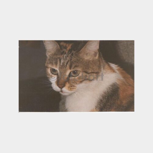 Sevimli Kedi Fantezi Tebrik Kartı Kartpostal