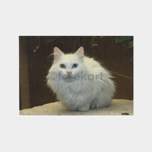 Van Kedisi Konulu Kartpostal