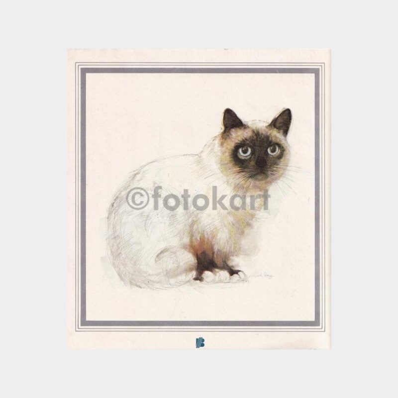 kedi-cizim-01