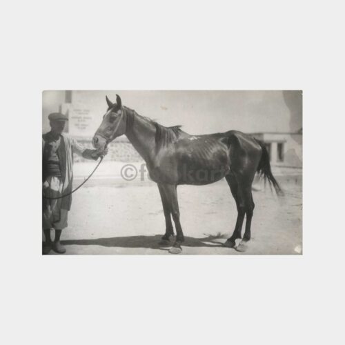 At ve Sahibi Fotoğraf