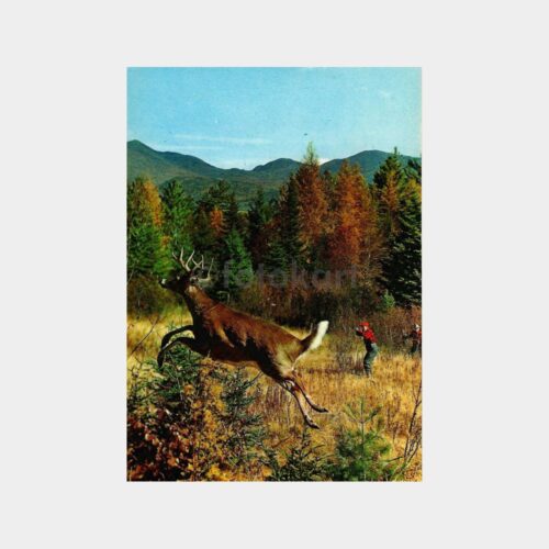 Avcı ve Geyik Tematik Kartpostal