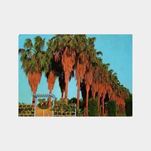 Mersin Palmiyeler Kartpostal