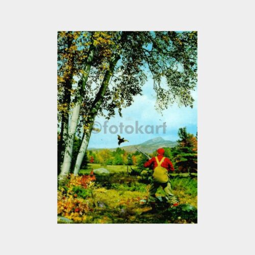 Sülün Avcısı Kartpostal