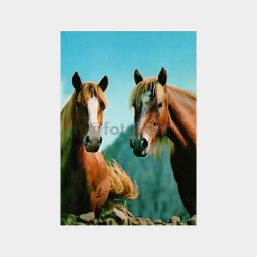 1975 Atlar Konulu Kartpostal