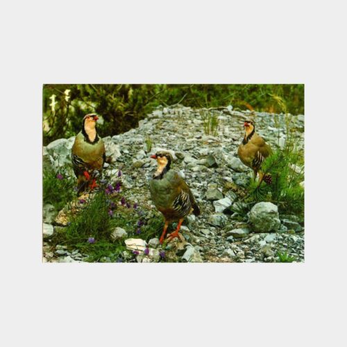 1975 Keklik Kuşları Konulu Kartpostal