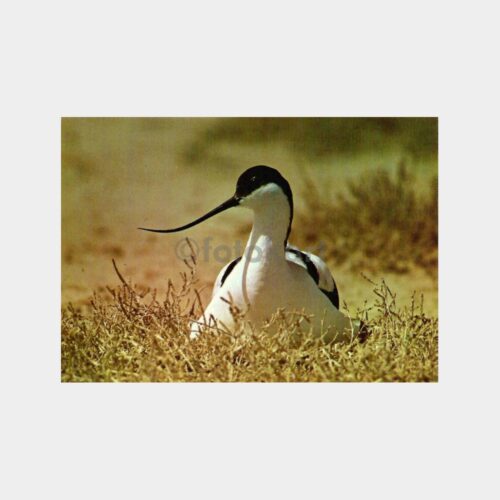 Kılıçgaga - Avocets Kuşu Konulu Kartpostal