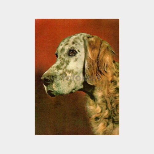 Sevimli Köpek Kartpostal