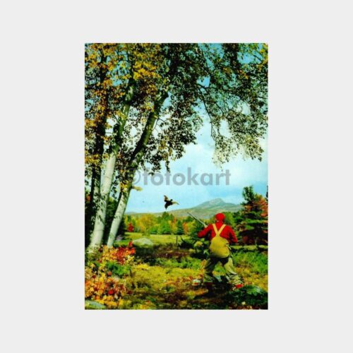 Sülün Avcısı Kartpostal