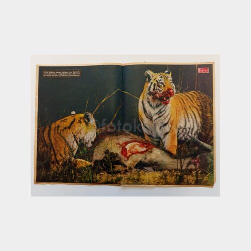 Hayat Dergisi - Orta Sayfası Poster, No. 73 Kaplanlar Avda