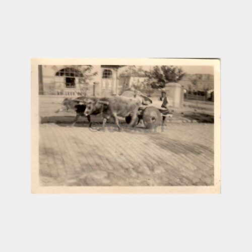 Tarihi Ev ve Kağnı Arabası Görünüş 2 Adet Fotoğraf