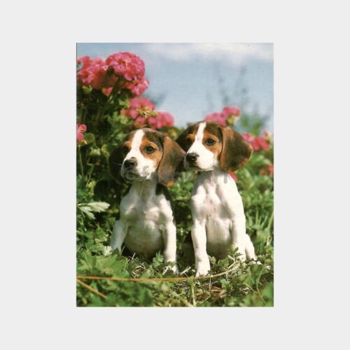 Güzel Köpekler Konulu Kartpostal